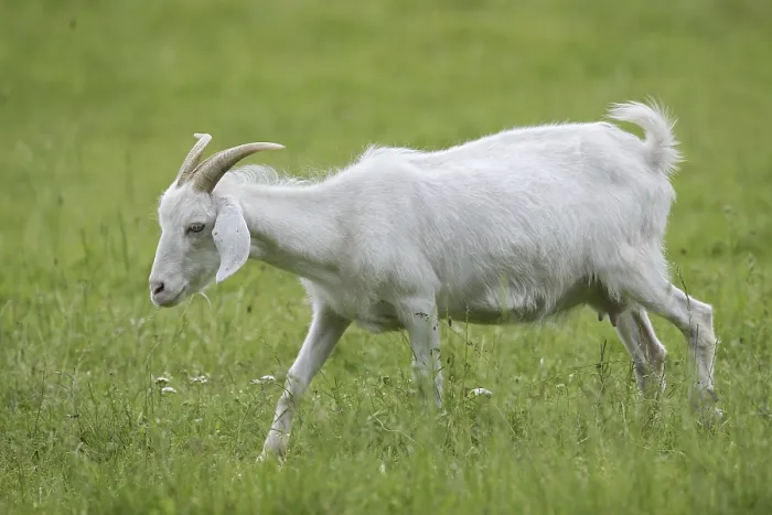 Framed Print : Cashmere goat (Capra aegagrus f)