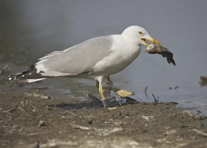 Framed Print : Caspian Gull (Larus cachinnans)