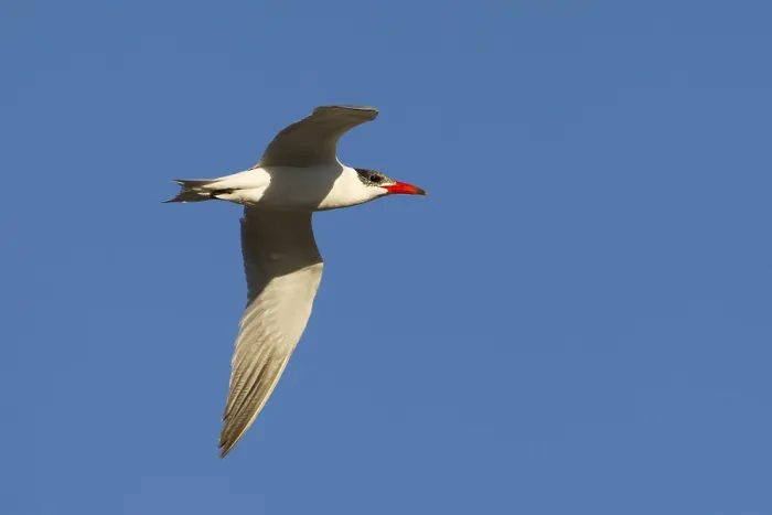 Framed Print : Caspian Tern (Hydroprogne caspia) flying