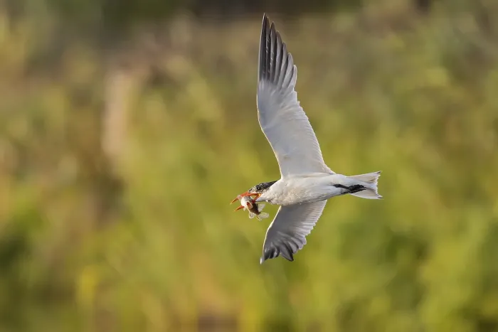 Framed Print : Caspian Tern (Hydroprogne caspia) flying with captured fish prey in its beak Framed Print : Caspian Tern (Hydroprogne caspia) flying with captured fish prey in its beak