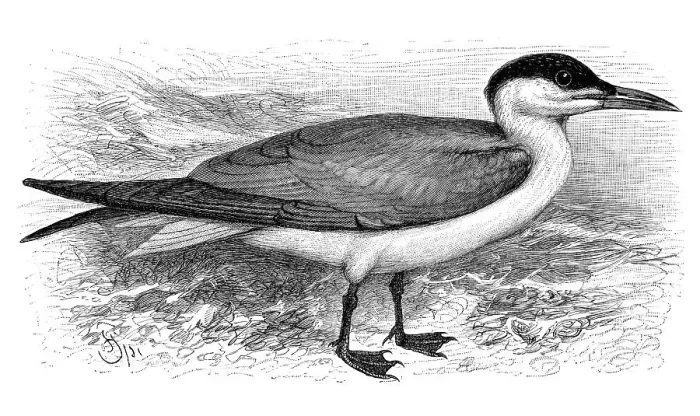 Framed Print : Caspian tern (Sterna caspia), historical illustration