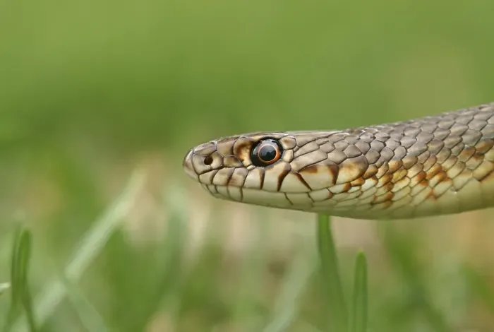 Framed Print : Caspian Whipsnake (Dolichophis caspius)