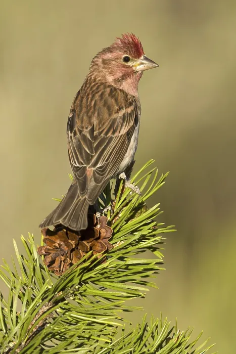 Framed Print : Cassin's Finch (Haemorhous cassinii) male