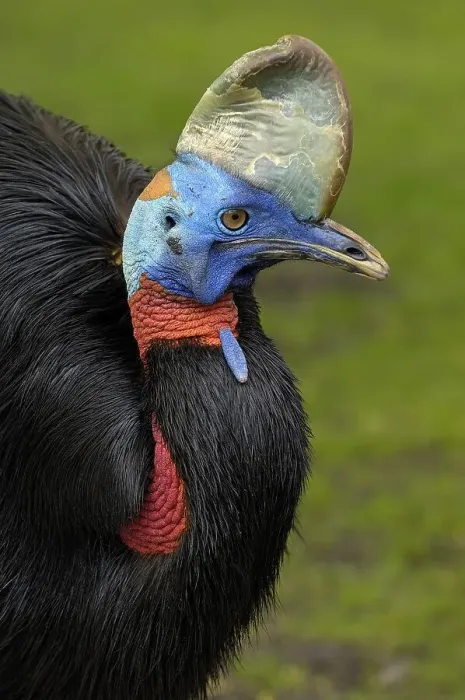 Framed Print : Cassowary, Casuarius casuarius