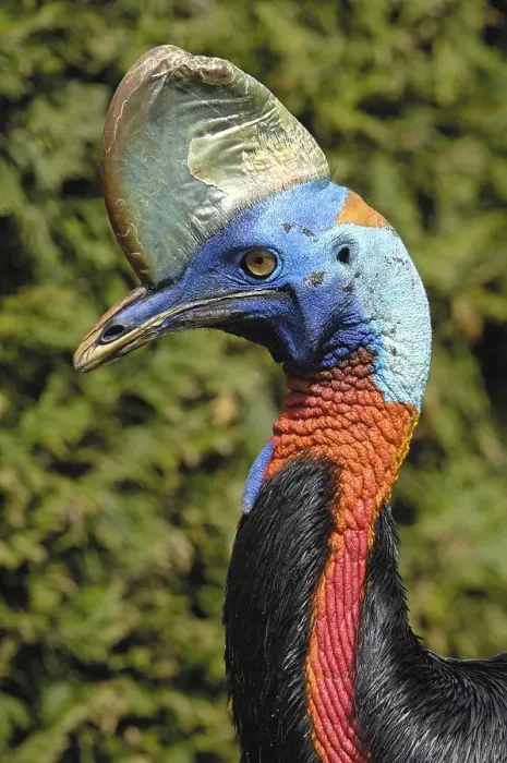 Framed Print : Cassowary, Casuarius casuarius Framed Print : Cassowary, Casuarius casuarius