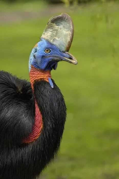 Framed Print : Cassowary, Casuarius casuarius