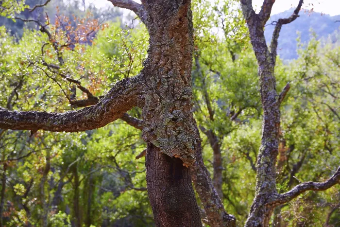 Framed Print : Castellon alcornocal in Sierra Espadan cork tree forest in Valencian Community of Spain