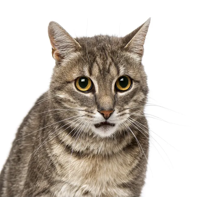 Framed Print : Cat (4 year old) Framed Print : Cat (4 year old)