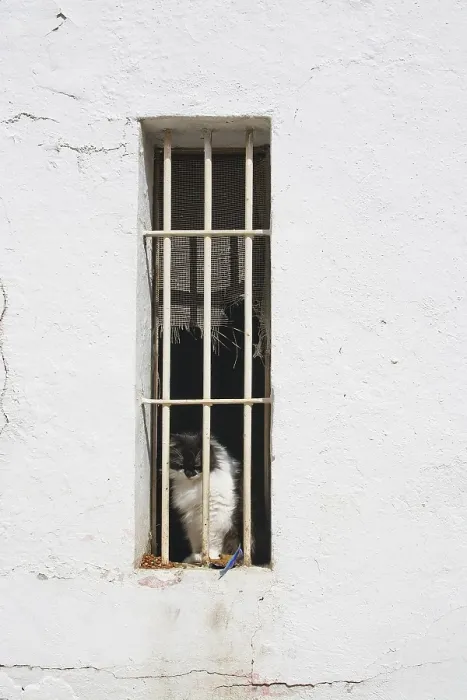 Framed Print : Cat behind bars in window on white roughcast wall Framed Print : Cat behind bars in window on white roughcast wall