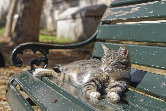 Framed Print : Cat on bench in park sunbathing Framed Print : Cat on bench in park sunbathing