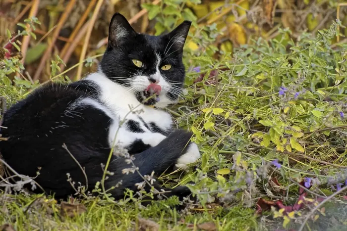Framed Print : Cat in the catnip