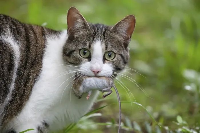 Framed Print : Cat with a caught mouse in its mouth
