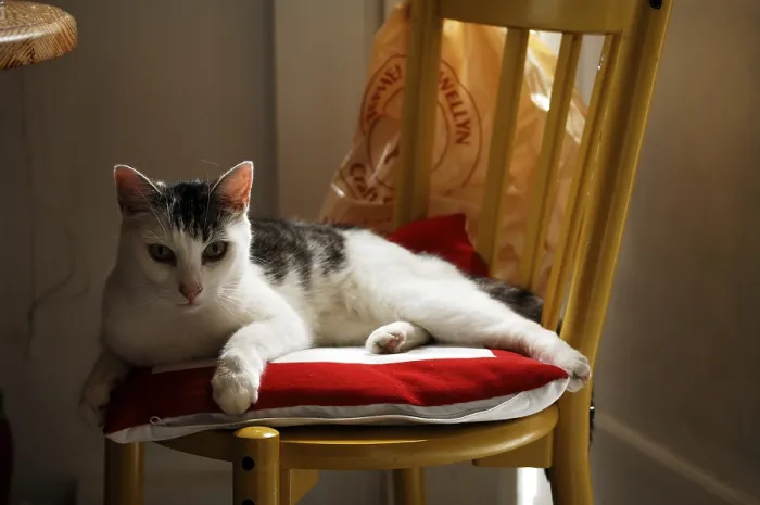 Framed Print : Cat on a chair, London, England, Great Britain