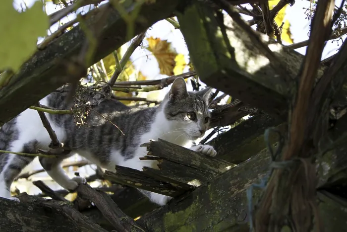 Framed Print : Cat climbs in wild wine