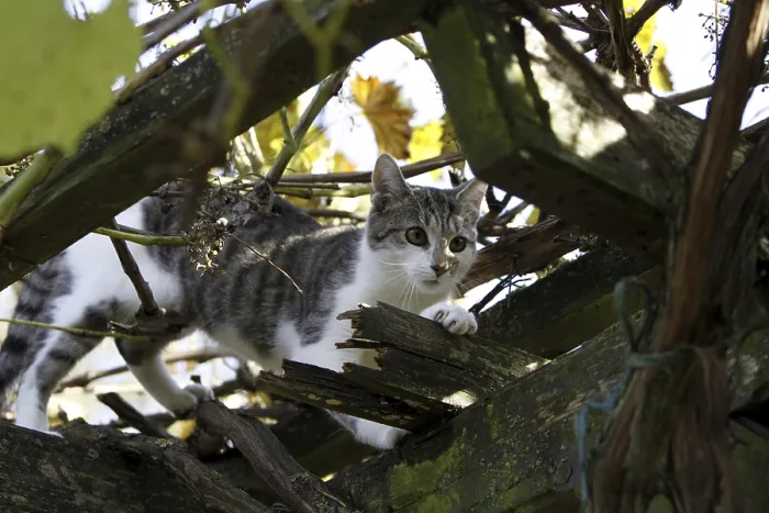 Framed Print : Cat climbs in wild wine Framed Print : Cat climbs in wild wine