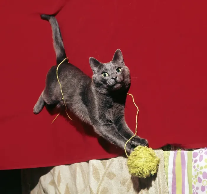 Framed Print : Cat. Color picture of a cat playing with a ball of yarn