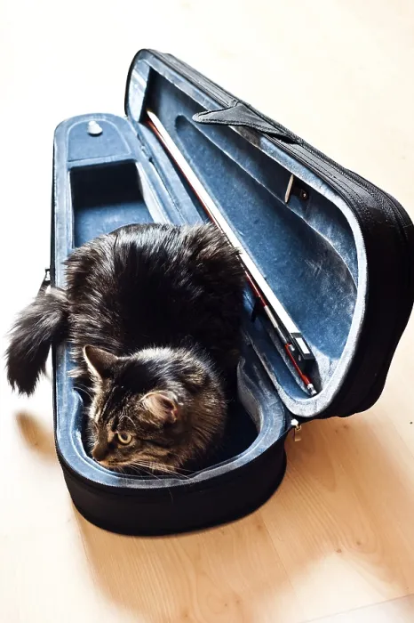 Framed Print : A cat comfortably nestled inside an open violin case on a wooden floor Framed Print : A cat comfortably nestled inside an open violin case on a wooden floor