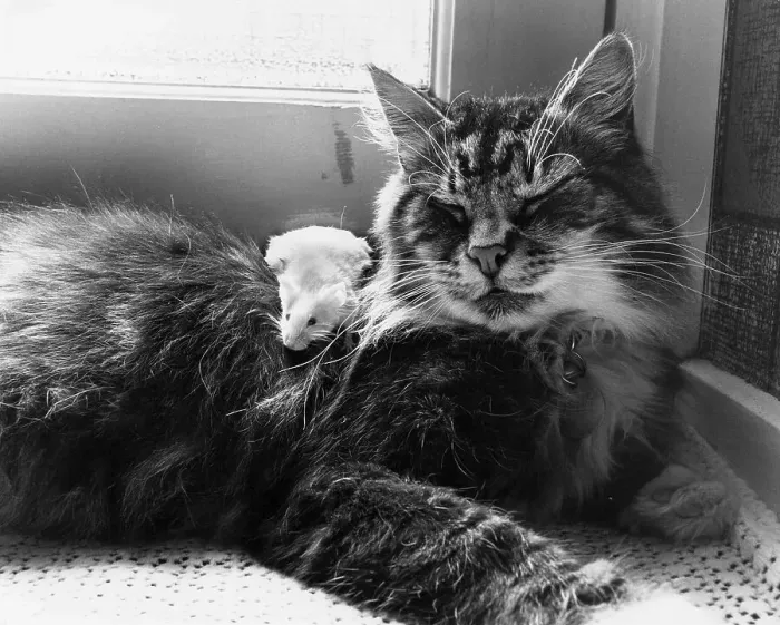 Framed Print : Cat cuddling with mouse, England, Great Britain Framed Print : Cat cuddling with mouse, England, Great Britain