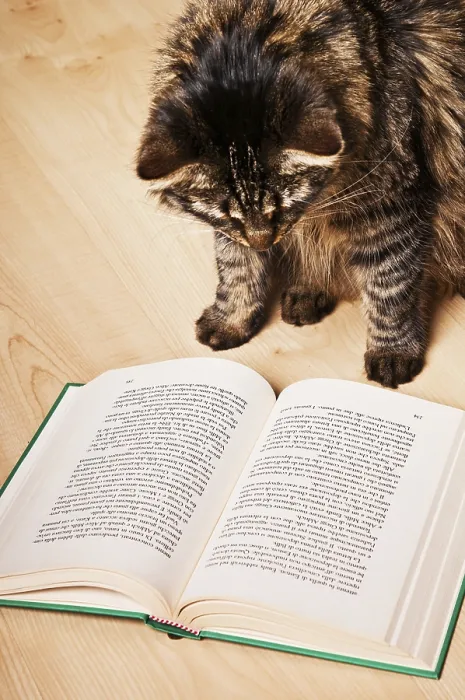 Framed Print : A cat curiously looks at an open book on a wooden floor