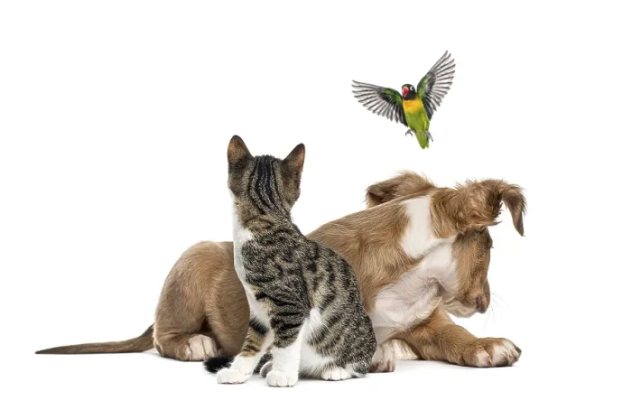 Framed Print : Cat, dog and bird, isloated on white Framed Print : Cat, dog and bird, isloated on white