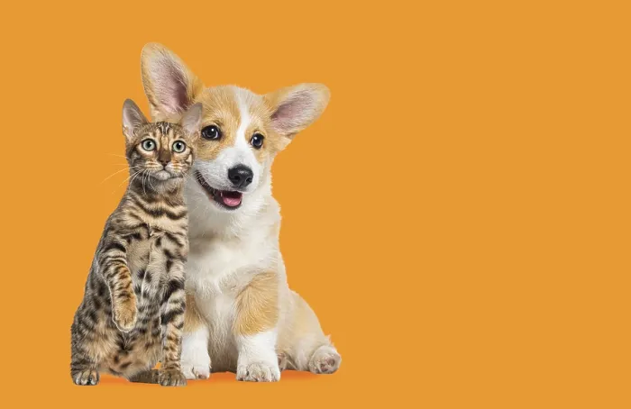 Framed Print : Cat and dog Sitting together, Puppy Welsh Corgi and bengal cat looking at camera