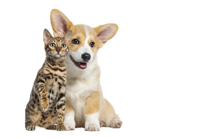 Framed Print : Cat and dog together, Puppy dog and bengal cat