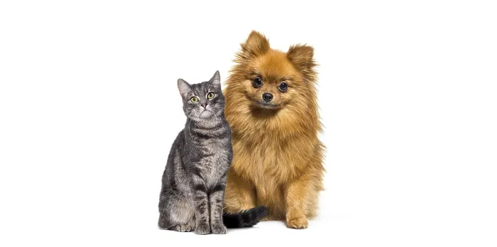 Framed Print : Cat and dog together, Puppy dog and tabby cat