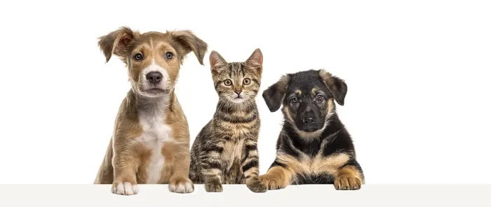 Framed Print : Cat and dogs leaning together on a empty web banner to place text Framed Print : Cat and dogs leaning together on a empty web banner to place text