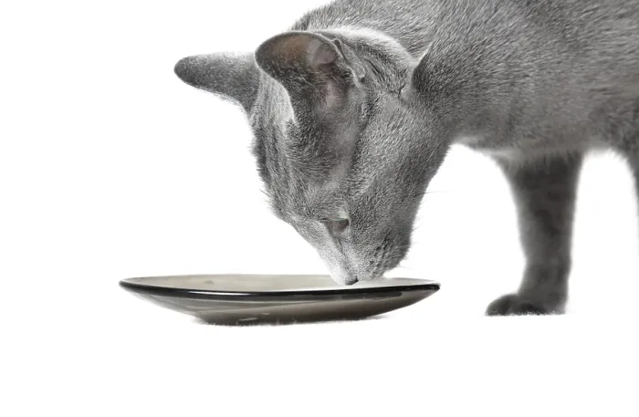 Framed Print : Cat eating milk on a white background Framed Print : Cat eating milk on a white background