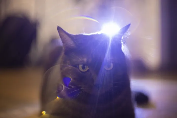 Framed Print : A cat faces front with dramatic light burst behind Framed Print : A cat faces front with dramatic light burst behind