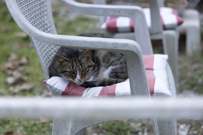 Framed Print : Cat on a garden chair at a campsite