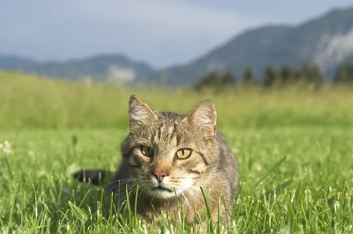 Framed Print : Cat in the gras Framed Print : Cat in the gras