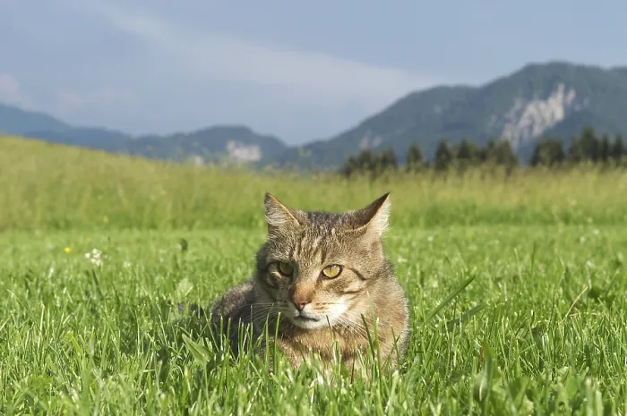 Framed Print : Cat in the gras