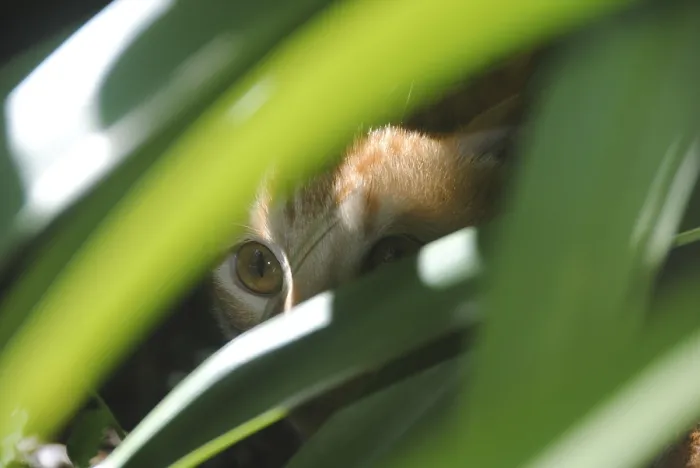 Framed Print : Cat hiding behind a plant