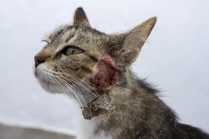 Framed Print : Cat injured on the neck, Mantrakia Framed Print : Cat injured on the neck, Mantrakia