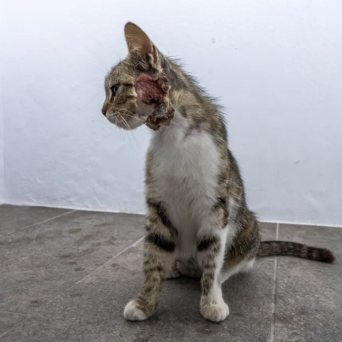 Framed Print : Cat injured on the neck, Mantrakia Framed Print : Cat injured on the neck, Mantrakia