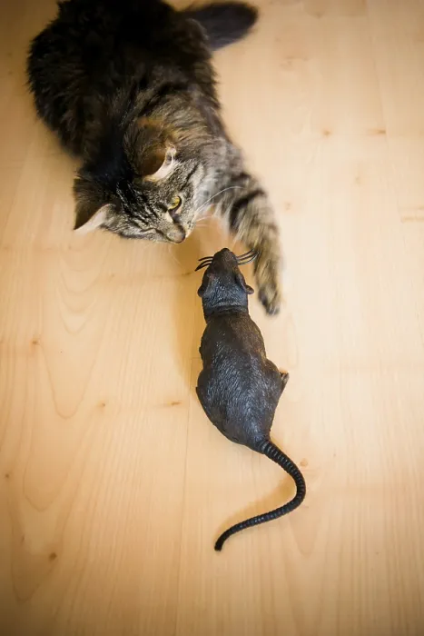 Framed Print : A cat interacting with a toy rat on a wooden floor Framed Print : A cat interacting with a toy rat on a wooden floor