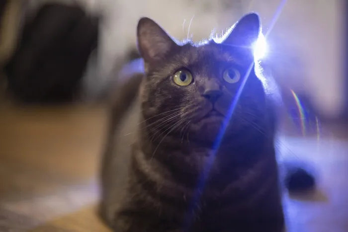 Framed Print : A cat with intrigued look, illuminated by light reflections Framed Print : A cat with intrigued look, illuminated by light reflections