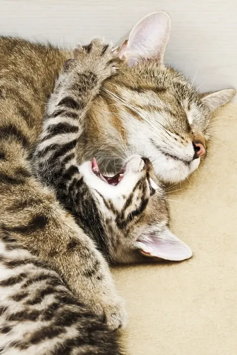 Framed Print : Cat with kitten, 5 weeks old