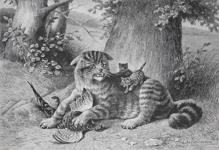 Framed Print : A cat lies in the forest, surrounded by its kittens