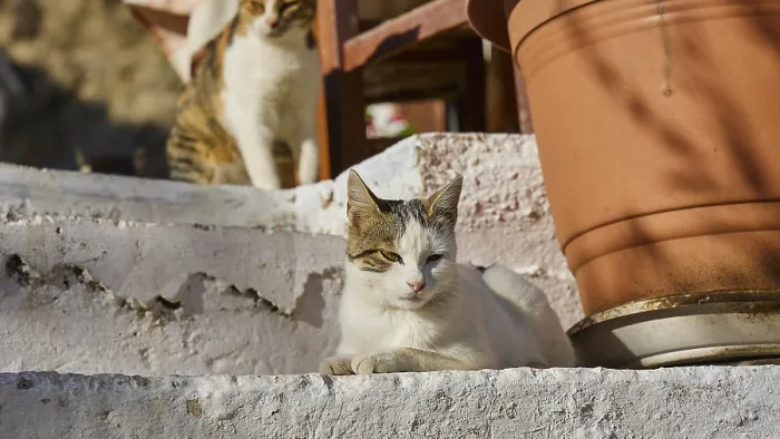 Framed Print : A cat lies on a staircase next to a large plant pot in the shade