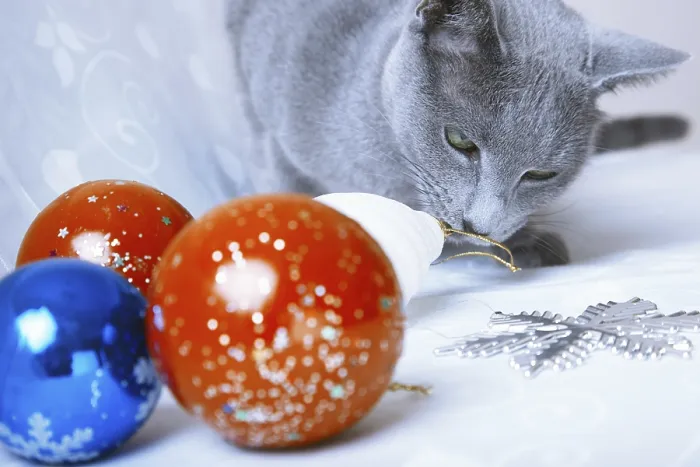 Framed Print : Cat looking at Christmas balls and decoration