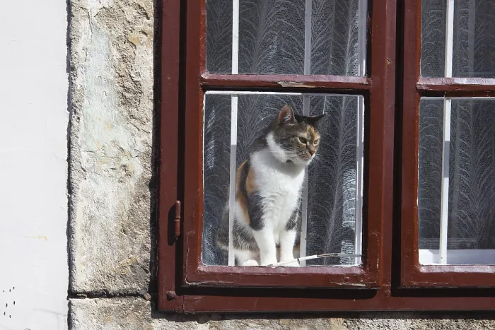 Framed Print : Cat looking outside through the red window