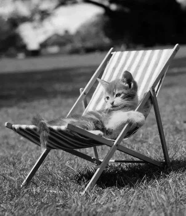 Framed Print : Cat lying in deck chair, England, Great Britain