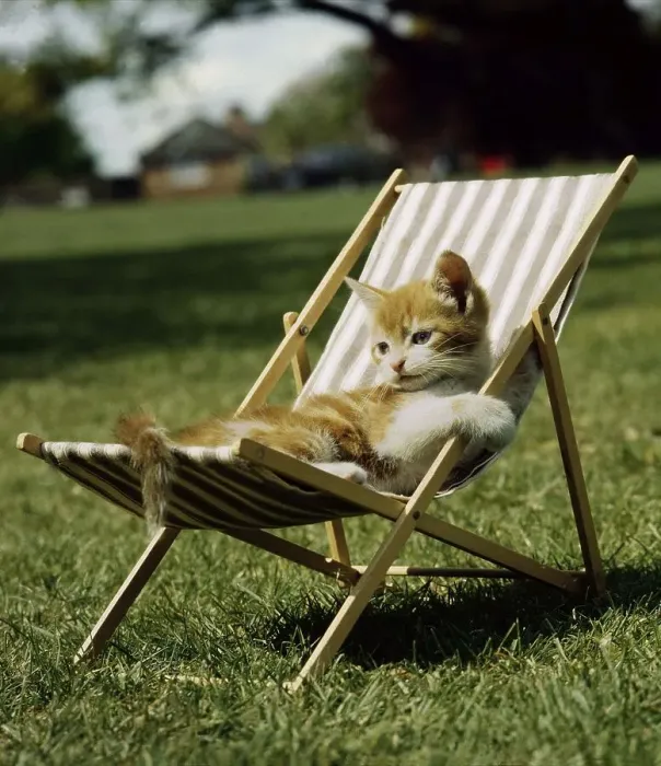 Framed Print : Cat lying in deck chair, England, Great Britain Framed Print : Cat lying in deck chair, England, Great Britain