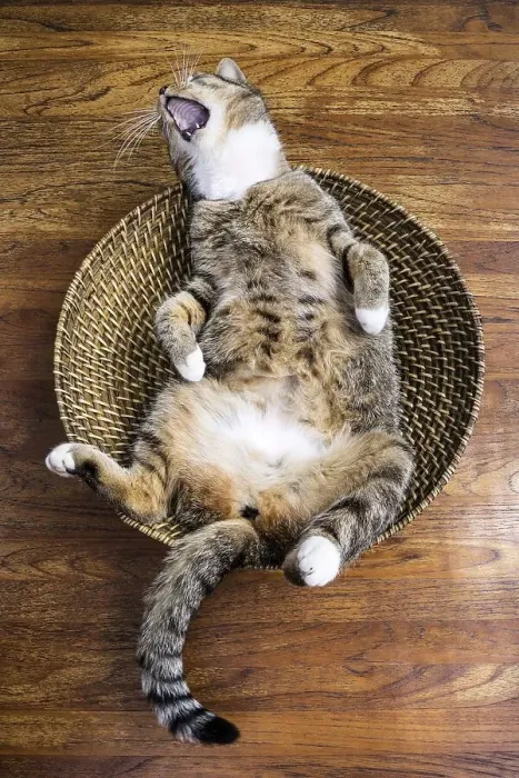 Framed Print : Cat lying on its back in a fruit basket yawning gleefully