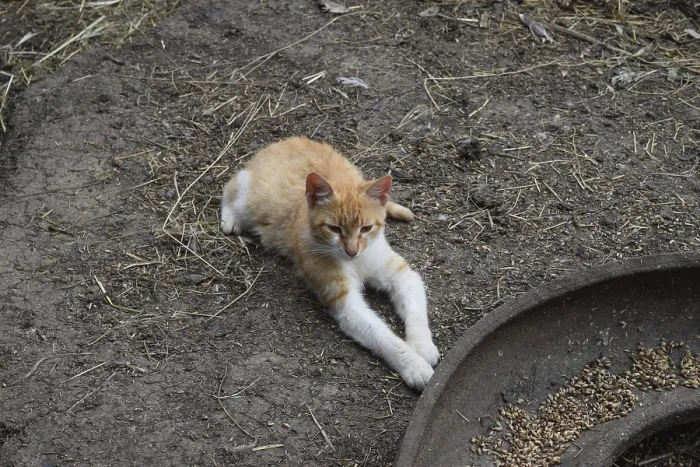 Framed Print : Cat lying on the ground. Cat near the chicken feeders