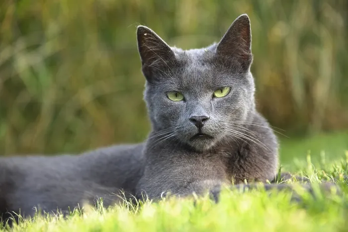 Framed Print : Cat lying relaxed in the meadow and looking trustingly towards the camera - close-up of a domestic cat Framed Print : Cat lying relaxed in the meadow and looking trustingly towards the camera - close-up of a domestic cat