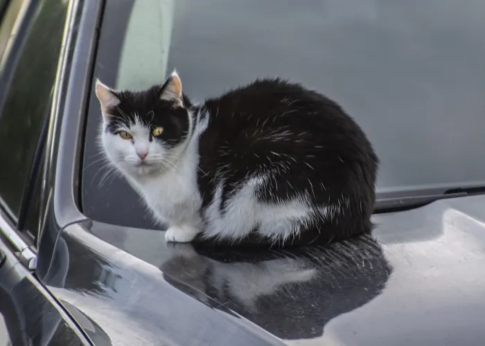 Framed Print : Cat lying on warm hood of a car in Ystad Framed Print : Cat lying on warm hood of a car in Ystad