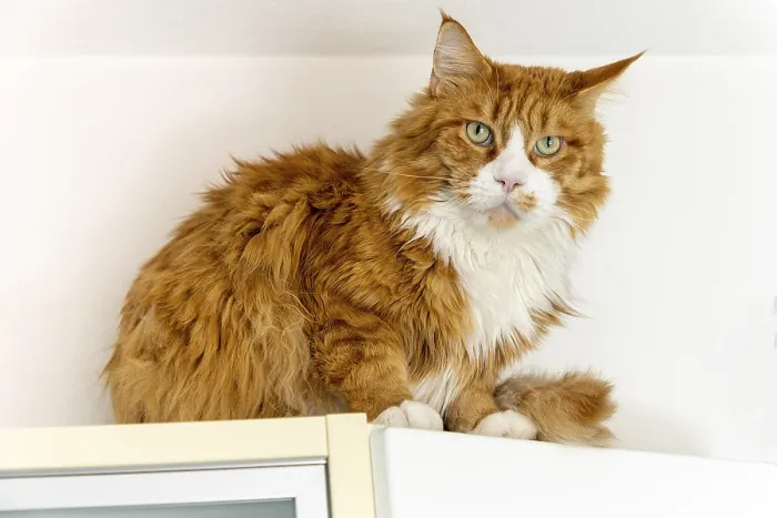 Framed Print : Cat - A maine coon in a living room